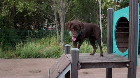a woman and a chocolate retriever on the playground are engaged in dog training. a dog handler or pet owner teaches you how to execute commands. a service dog is a bloodhound or a guide dog. a woman