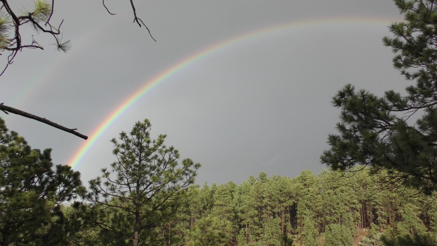 Rainbow Arch over Ponderosa Pine Forest in Black Hills After Rain