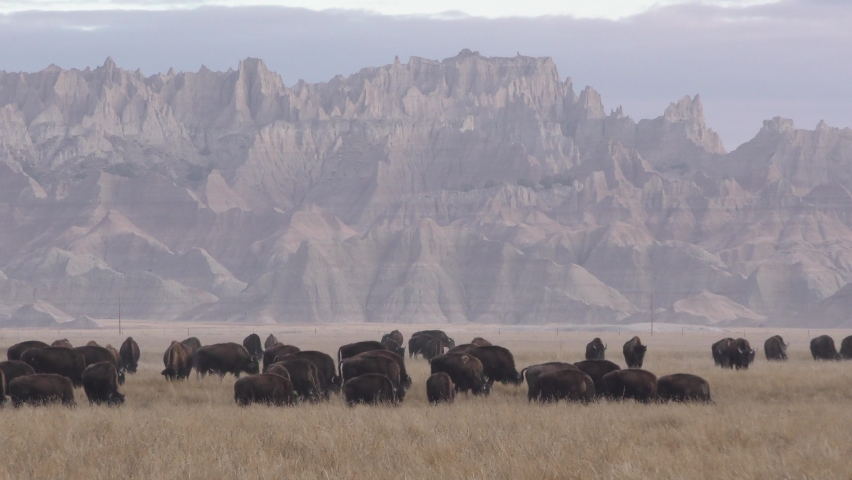 Bison aka Buffalo Herd Many Animals Eating Grazing and Walking by Badlands National Park