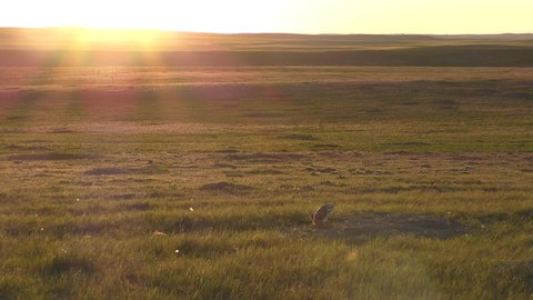 Burrowing Owl Bird Standing Looking Around in Spring on Great Plains Grassland Prairie