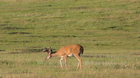 White-tailed Deer Buck Male Adult Pair Bucks Eating and Grazing in Green Grass Field in Summer
