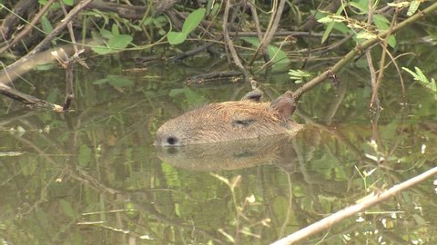 Capybara Submerged Sleeping Resting with Head Above Water in Wetland