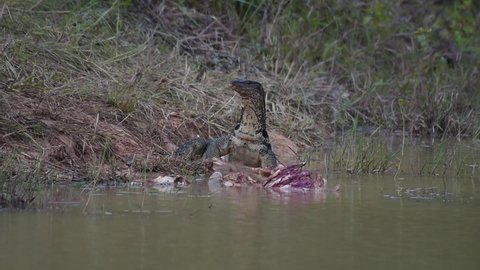Common Water Monitor (Varanus salvator) eat deer carcasses left in the water.