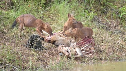 Asian Wild Dog, Dhole (Cuon alpinus)  knocked down deer for sustenance. Nakhon Ratchasima, Thailand.