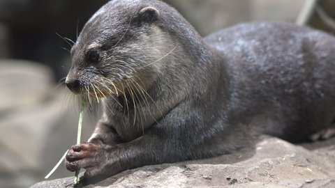 Otter holding and chewing on stick on a rock.