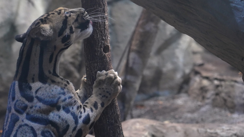 Clouded Leopard looking for food as it licks log with food placed in it for enrichment.