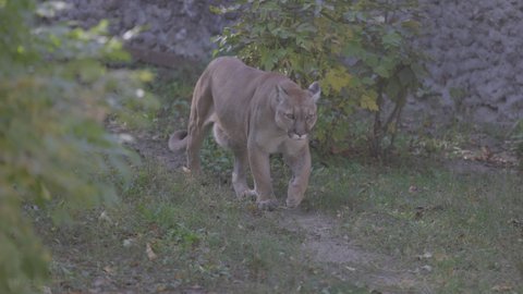 Beautiful Puma in autumn forest. American cougar - mountain lion. Wild cat walks in the forest, scene in the woods. Wildlife America. 4K slow motion 120 fps, ProRes 422, ungraded C-LOG 10 bit