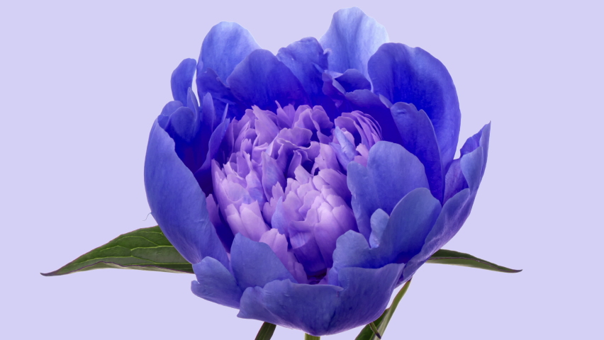 Amazing blue Peony flower background. Trend colour 2022 Wedding backdrop, Valentine's Day concept. Mother's day, Holiday, Love, birthday | Shutterstock HD Video #1083605974