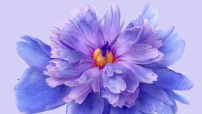 Amazing blue Peony flower background. Trend colour 2022 Wedding backdrop, Valentine's Day concept. Mother's day, Holiday, Love, birthday - Powered by Shutterstock - Get 15% off with code: PIKWIZARD15