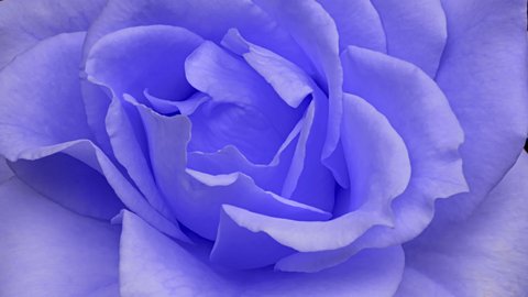 Amazing blue Rose flower background. Trend colour 2022 Wedding backdrop, Valentine's Day concept. Mother's day, Holiday, Love, birthday