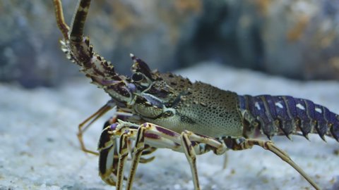 Spiny Lobster Species in Underwater