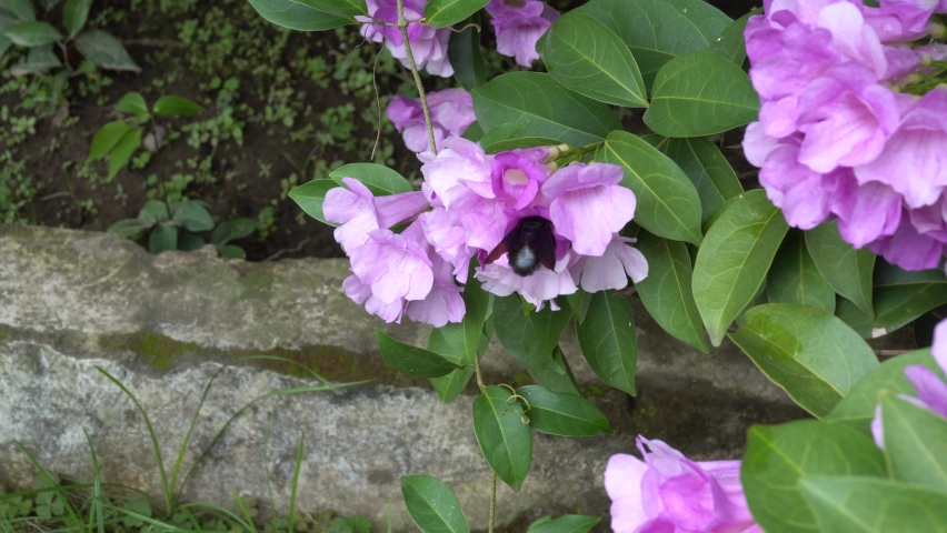 Wasp (Vespa affinis) perched on Bignonia callistegioides flower.