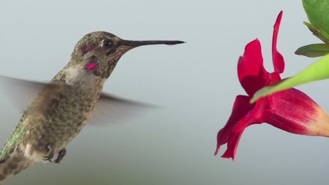 bird on flower slow motion