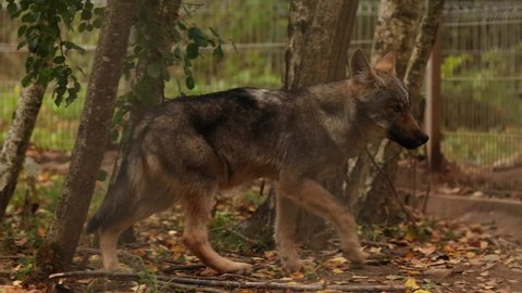 Curious Cub Wolf, Canis Lupus, Gray Wolf, Grey Wolf Sniffing And Running Outdoors In Autumn Day. Puppy Wolf in aviary zoo,