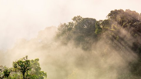 Time lapse of moving mist flowing on top hill at Doi Inthanon National Park, Chiang Mai Thailand. Time lapse nature landscapes in morning time.