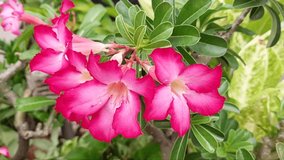 Pink azalea flowers. (Adenium obesum flowers) with green leaves. in the garden in the morning.