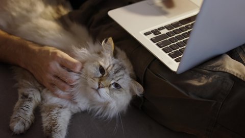 Man using laptop and petting a cat. Relaxed cat lying on sofa