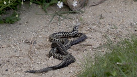 Adder Dance. Male Adders Dancing or Fightin for Dominance.