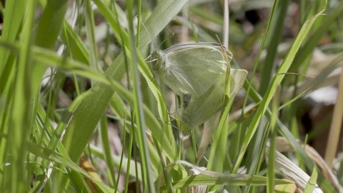 Large White Butterflies Mating in Grass