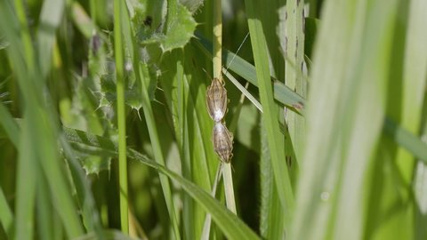 Bishop's Mitre Shieldbug Mating in Grass