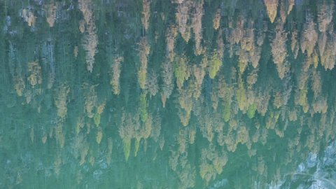 Turquoise water of famous lake Braies in autumn Dolomite Alps. Beautiful close up view with pine and larch reflection. Autumn Dolomites mountains, Italy. UHD 4k video