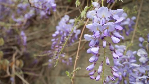 The purple wisteria in garden