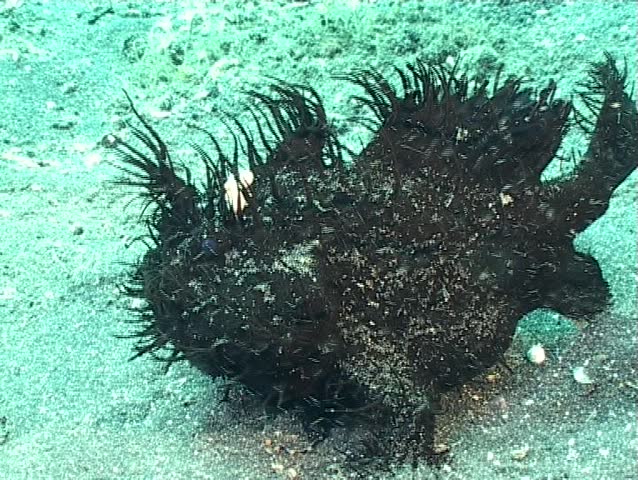 Black hairy frogfish