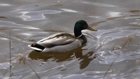 Duck on walk floating in the pond water.
