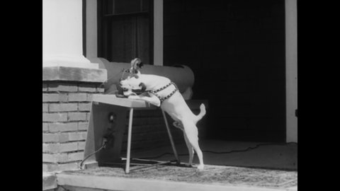 CIRCA 1937 - A trained dog can ring a bell, answer the telephone, and ride a tricycle.