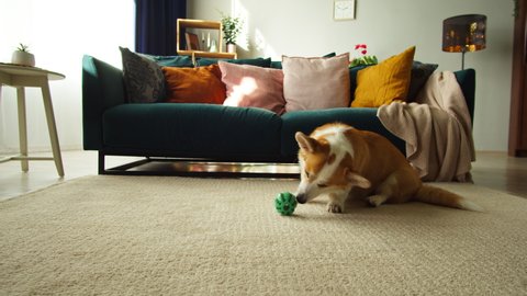 Corgi playing with ball on floor close-up. Little dog lying and biting his toy. Eared puppy relaxing in living room. Playful domestic animal at home. Pet waiting for his owner.