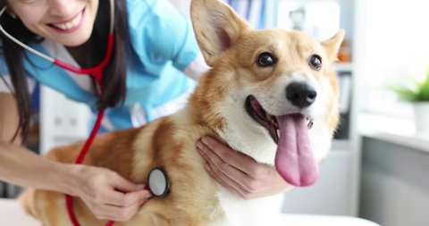 Woman veterinarian listening with stethoscope to dog in clinic 4k