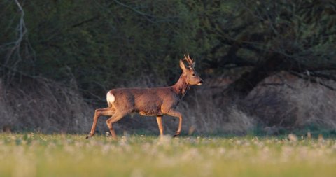 Roe deer buck walking away on a meadow in spring nature