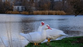 
Drake and white duck near water in grazing. Green grass, no people. Horizontal video, blurred background