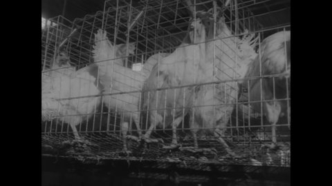 CIRCA 1963 - Eggs are collected via conveyers and pulleys from caged chickens on an automated farm.