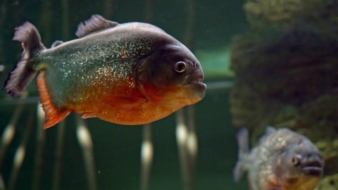Predatory freshwater piranha fish that live in rivers and fresh water bodies in the tropical part of South America.