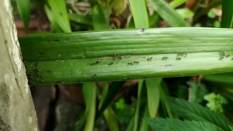 Ants close up marching in straight line on top of the green leaf. Footage of ants marching.