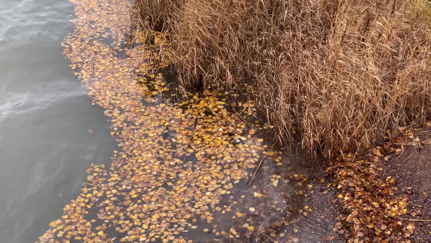 yellow fallen leaves on the water surface on a cloudy autumn day