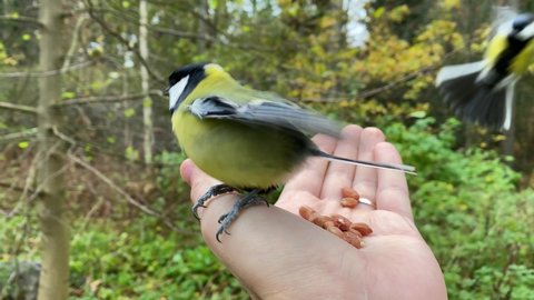 hand feeding birds in slow motion video