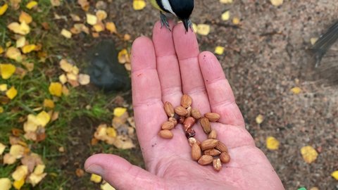 hand feeding birds in slow motion video