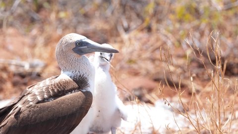 Pair Of Blue-footed Booby With Its Juvenile On A Sunny Day. - close up