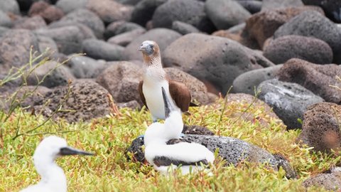 Blue-footed Booby (Sula Nebouxii) On A Rocky Coast In North Seymour, Galapagos. - close up