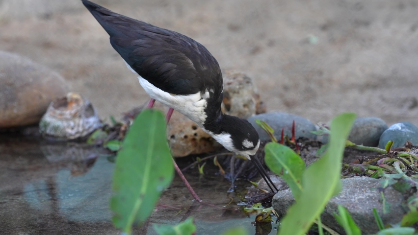 A black-necked stilt foraging for food in the shallow waters of a lake or river