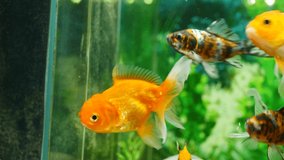 The video of goldfish in the aquarium, the water is clear, looks very beautiful