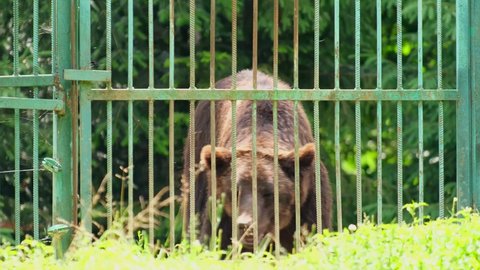 Bear in a cage. Circus rhythm of a brown bear.