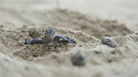 baby sea turtles are trying to reach to the sea after they hatch from their nests. They first had a long run on the sand and meet the waves into the sea or ocean