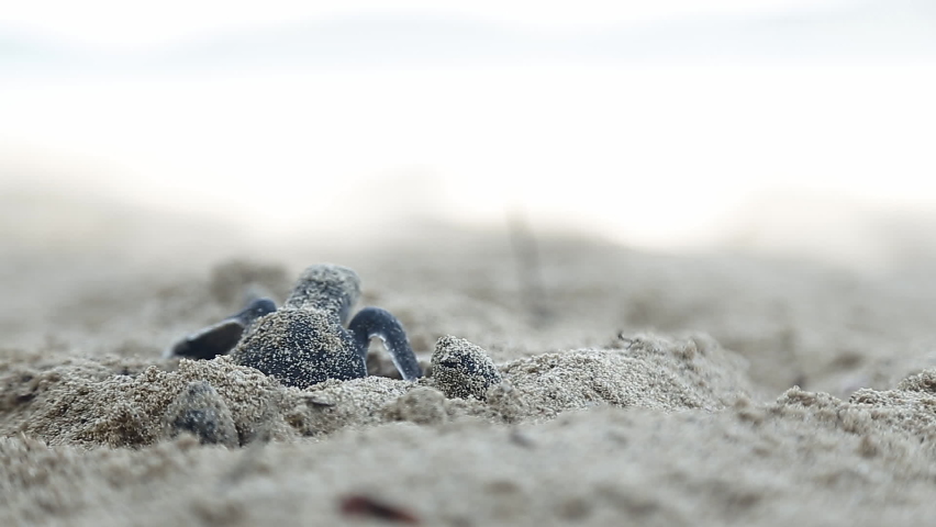 Baby sea turtles are trying to reach to the sea after they hatch from their nests. They first had a long run on the sand and meet the waves into the sea or ocean | Shutterstock HD Video #1083660487