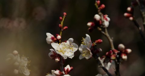 Tilt-down video of White plum blossoms.