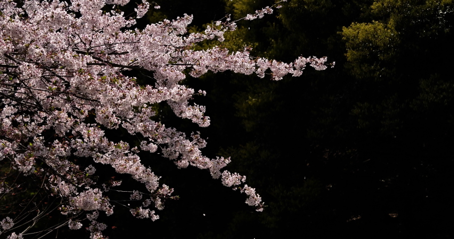 Cherry blossoms are fluttering in the soft breeze.
4K 60fps edited to 30fps. Royalty-Free Stock Footage #1083662041