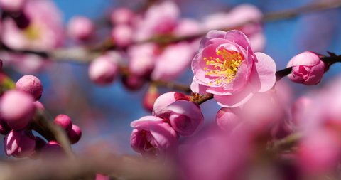 Fixed photography video of pink plum blossoms.
This flower is called "UME" or “UME blossom" in Japanese.