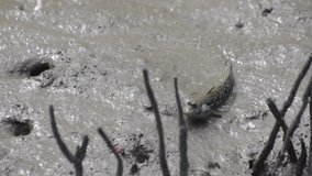 Mudskipper in mangrove forest, video HD